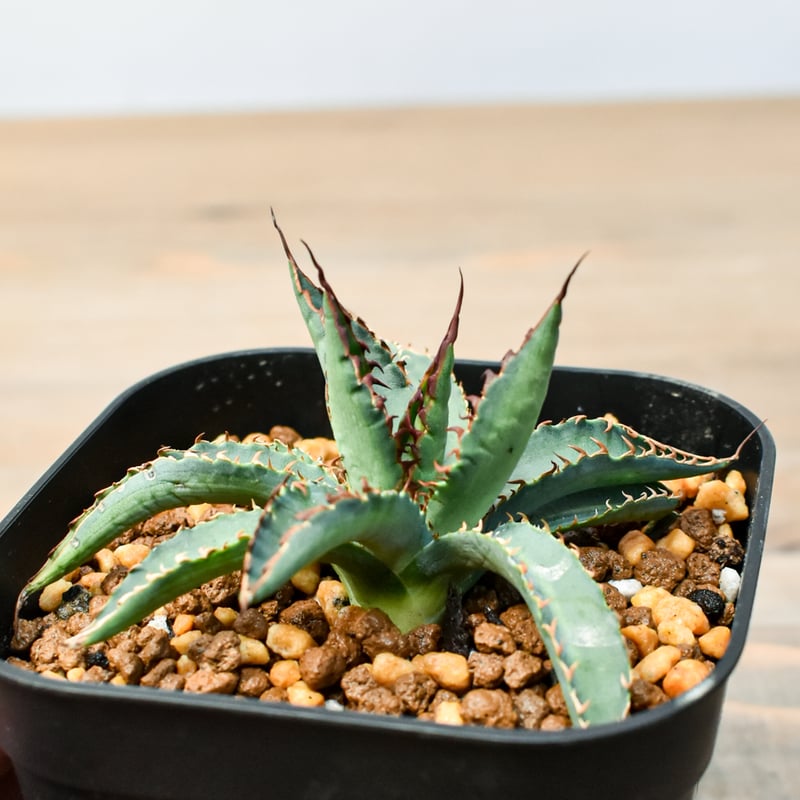 アガベ 　ハイブリッド　エボリスピナxBB アガベ ハイブリッド エボリスピナxBB アガベ ハイブリッド