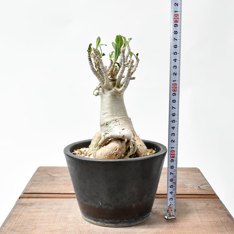 アデニウム アラビカム【発根済み】GM2400433(T) | RAFLUM / ラフラム