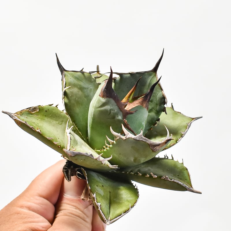 オテロイ実生＆ヘクチア レピドフィラ ハビタットスタイル 子株付き極