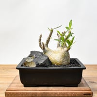 【“WACK” ON YOUR SIDE】パキポディウム グラキリス WACK-B088