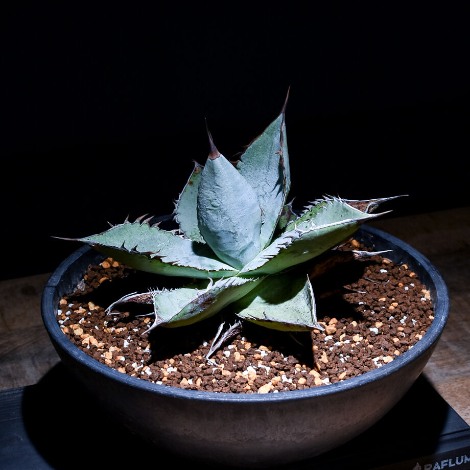 【現物出品】アガベ　チタノタ　エクストラホワイトソーン アガベ チタノタ ホワイトソーン 発根済み Agave Titanota Whitethorn