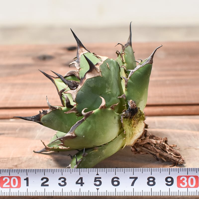 アガベ チタノタ ハデス / 黒帝斯、恐竜牙歯 【台湾 dragon