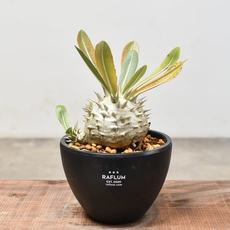 CATEGORY 恵比寿大黒 | RAFLUM / ラフラム｜東京、大阪の塊根植物