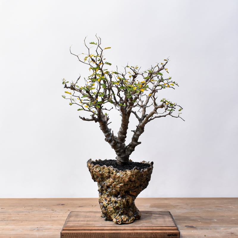 センナ メリディオナリス 