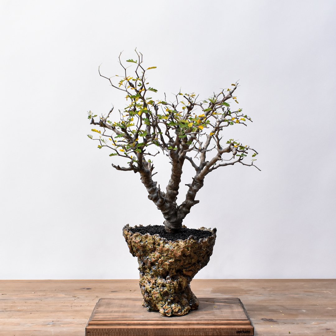 センナメリディオナリス　盆栽　極太　大株 センナ メリディオナリス 