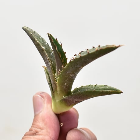 アガベ チタノタ チーター "猟豹"  【台湾 dragon agave産/子株/抜き苗】11 DG2401129(T)