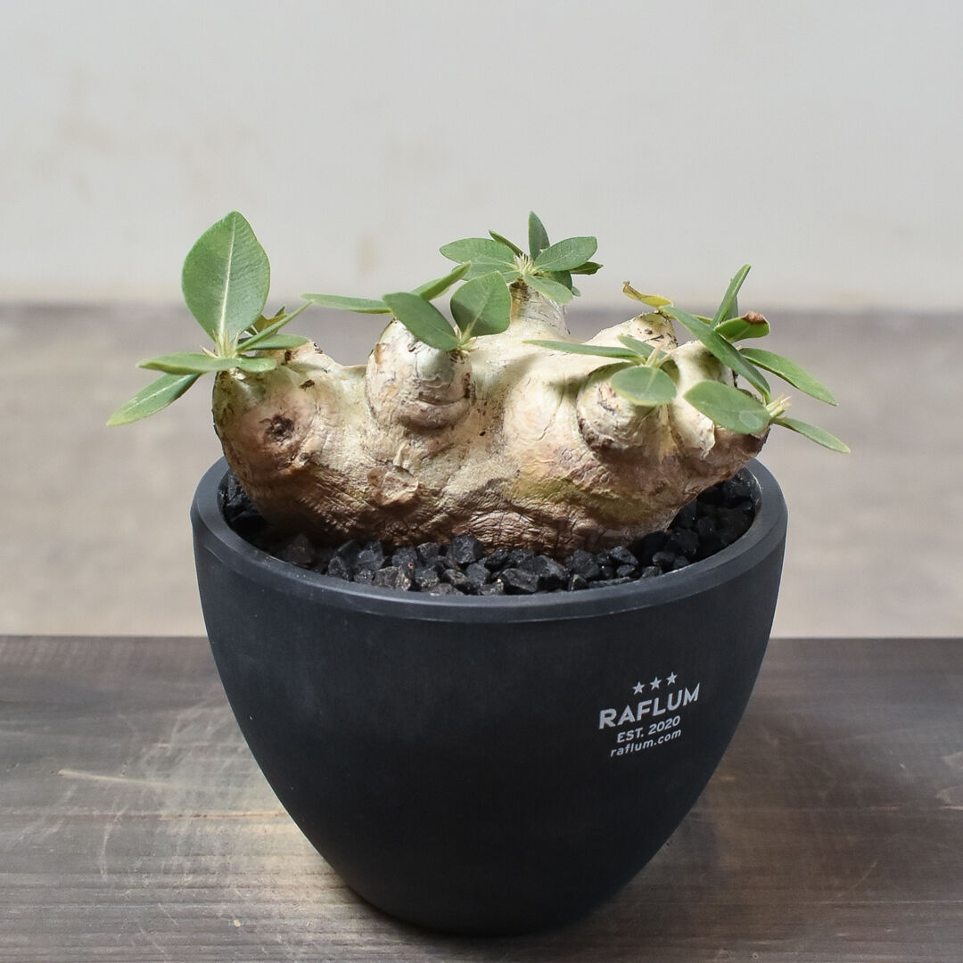 U032大株美形パキポディウム 恵比寿笑い 発根チャレンジ株 【公式通販】