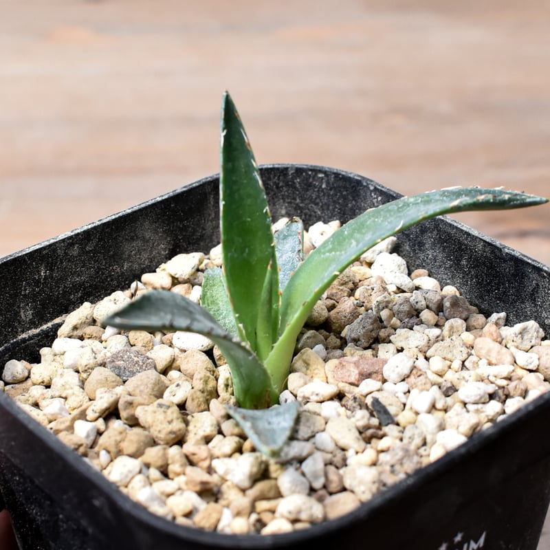 ② ジェレミー産 Hidden Agave アガベ エボリスピナ×ペローナUS株 ジェレミー産 Hidden Agave アガベ エボリスピナ×BB ハイブリッド US株