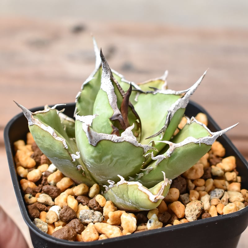 アガベ チタノタ 