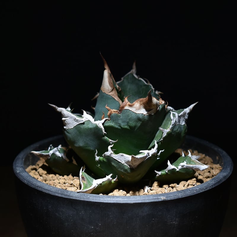 アガベ　チタノタ 白火焔　親株販売 アガベ チタノタ ホワイトファイヤー 