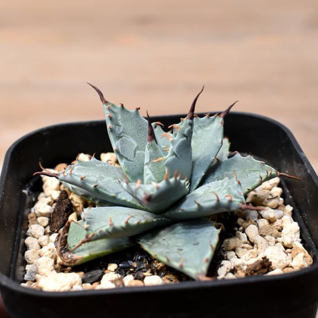 アガベ ハイブリット 日系イシスメンシス×象牙妖炎（陽炎エボリ）【台湾botanical_seeker産】RF25011400
