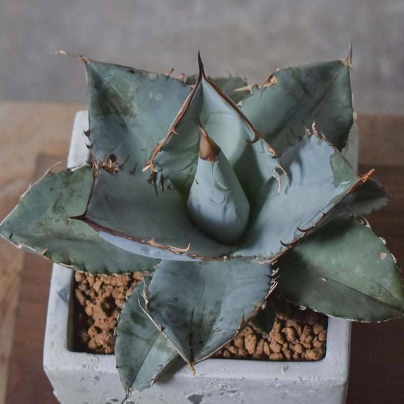 アガベ チタノタ ホワイト【白肌】RF22771 | RAFLUM / ラフラム｜東京