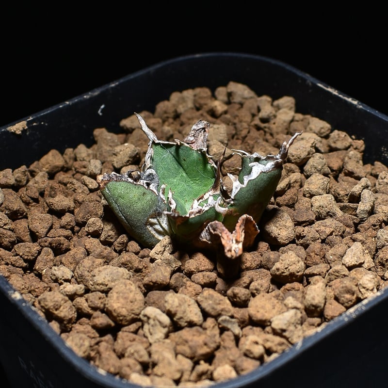 アガベ チタノタ 