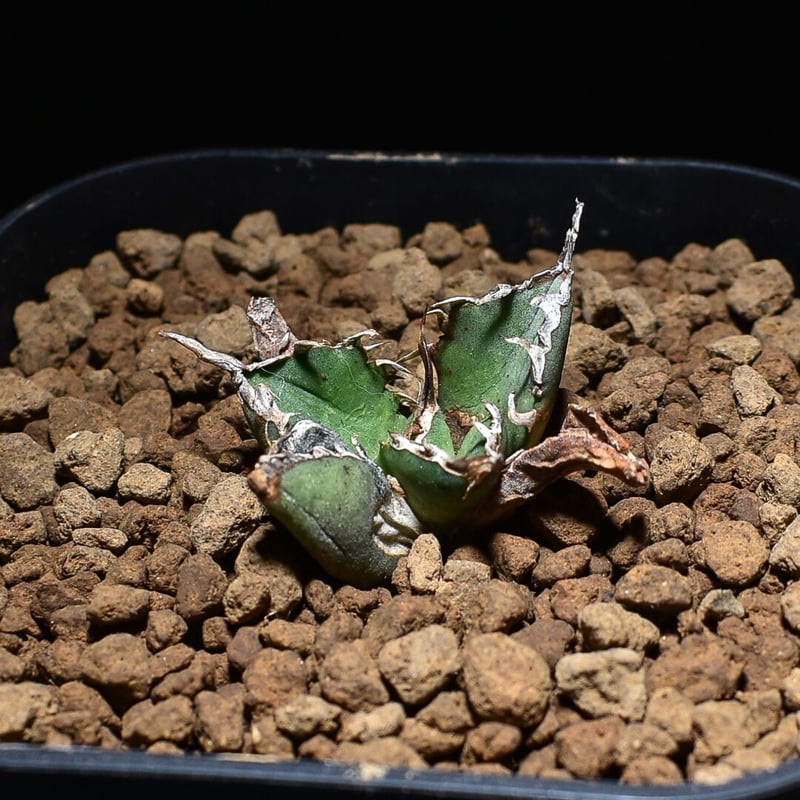 アガベ チタノタ 