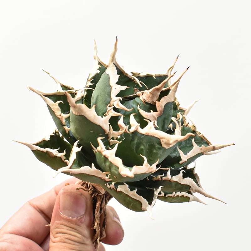 5CLAW】アガベ チタノタ 