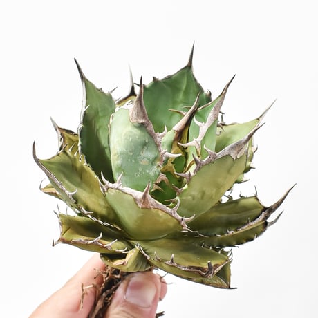 CATEGORY チタノタ 魚刺 | RAFLUM / ラフラム｜東京、大阪の塊根植物