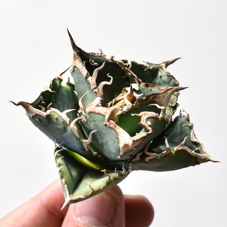 オアハカオテロイ | STORES