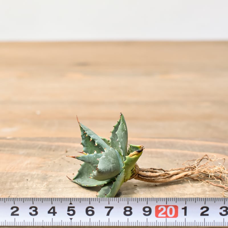 ユタエンシス エボリスピナ×(ポタトラム