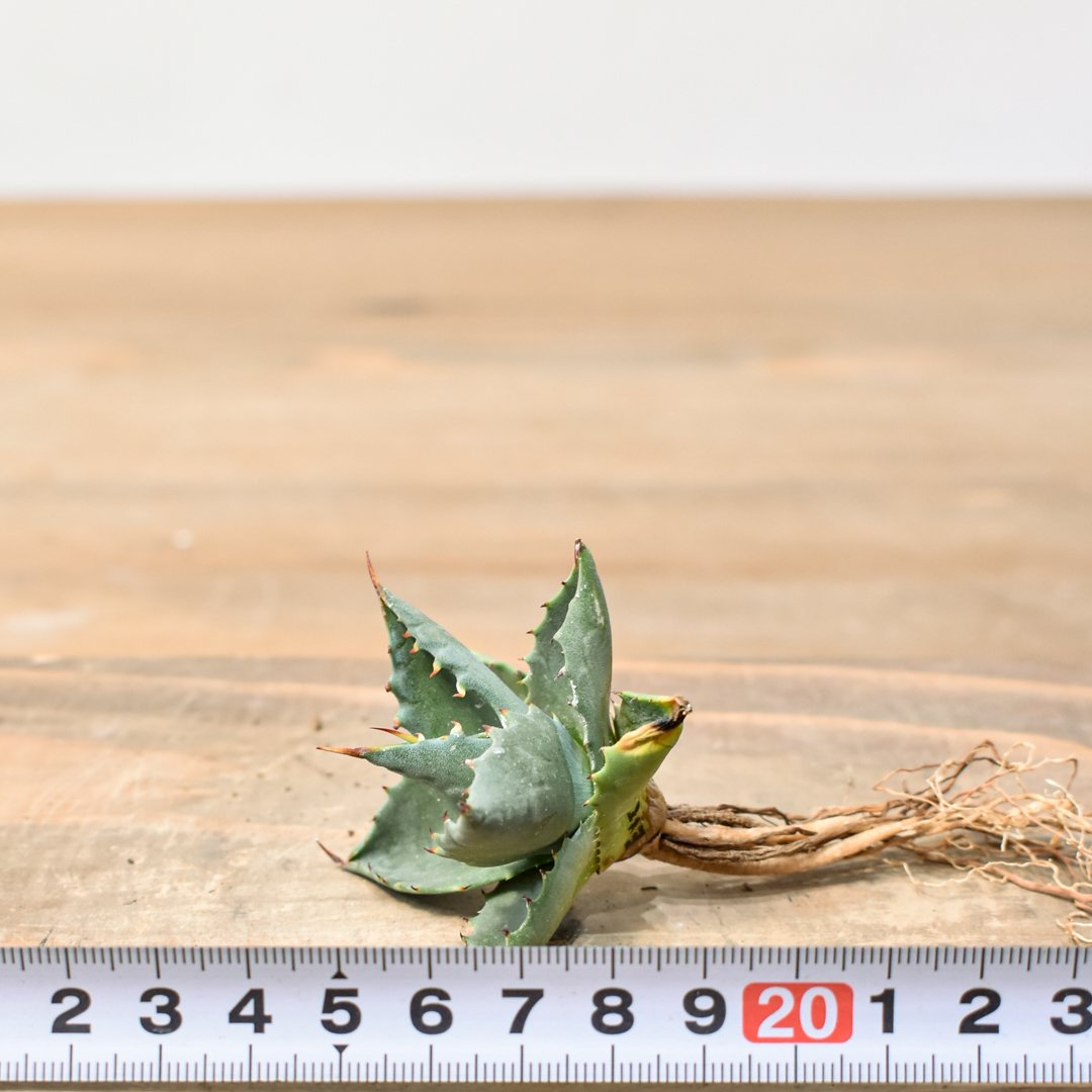 ユタエンシス エボリスピナ×(ポタトラム