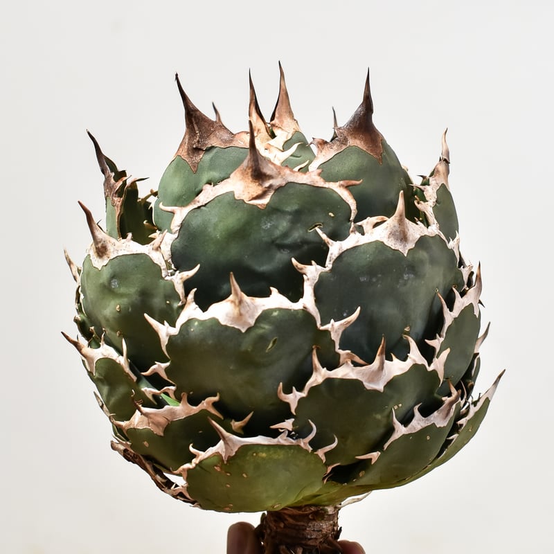 【アガベ　スペイン産オテロイ　チタノタ】 屋外雨ざらしですが、伸びずにコンパクトにまとまる優秀個体