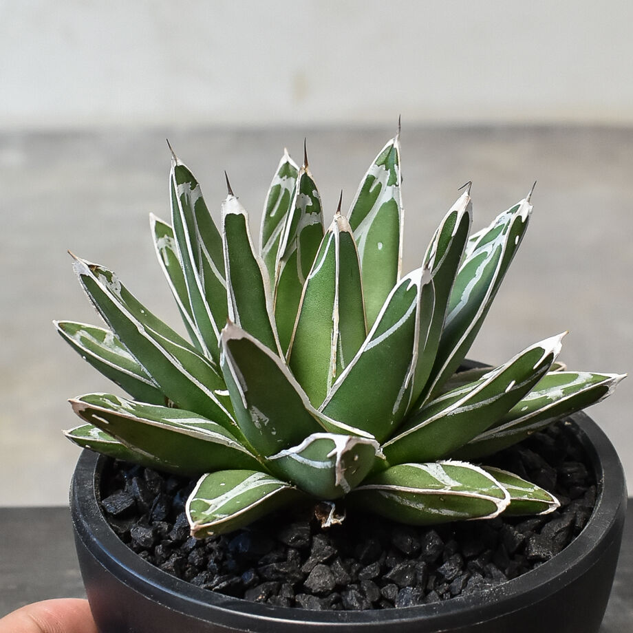 昔からのカキコ　アガベ　笹の雪　氷山　ビクトリアレジーナ　サボテン 昔からのカキコ アガベ 笹の雪 氷山 ビクトリアレジーナ