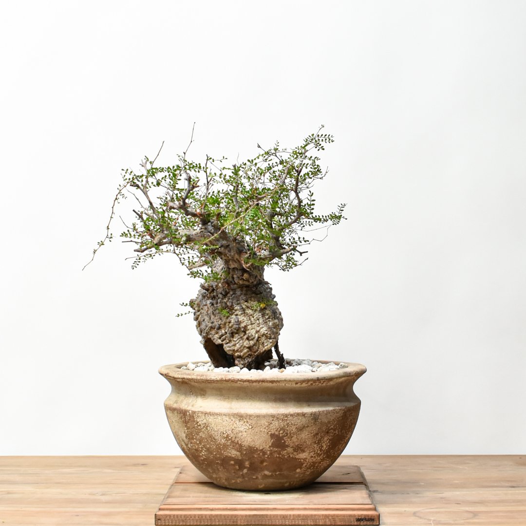 RAFLUMコレクション】オペルクリカリア パキプス 