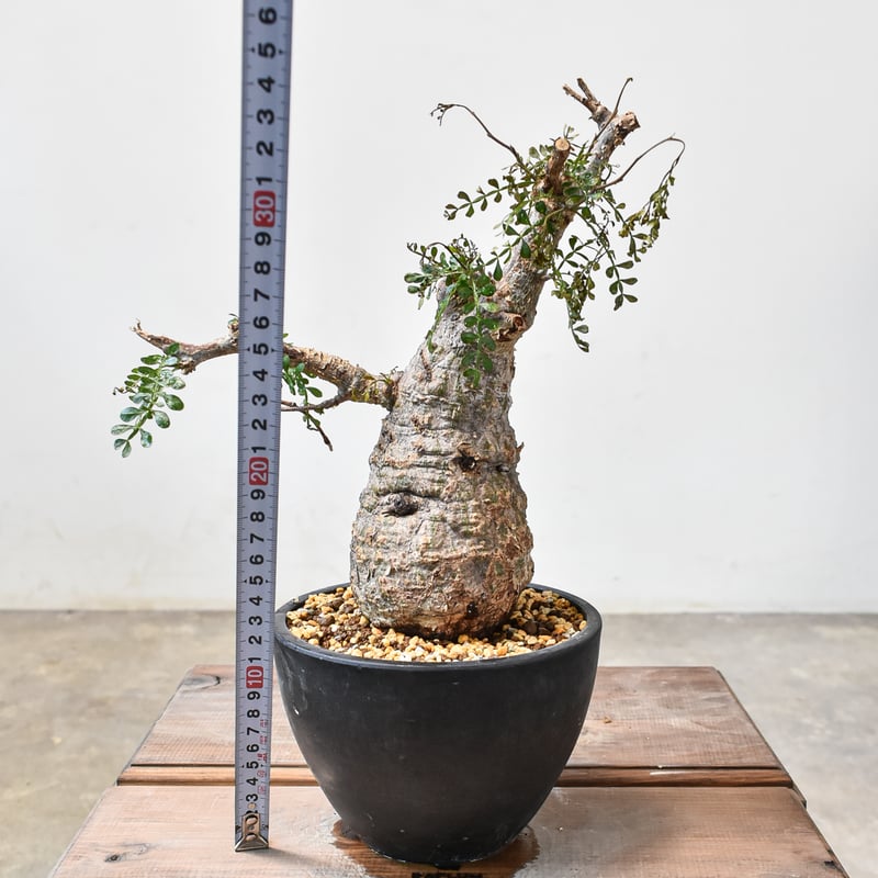 オペルクリカリア パキプス 【発根済み】HK2402395(T) | RAFLUM / ラフ