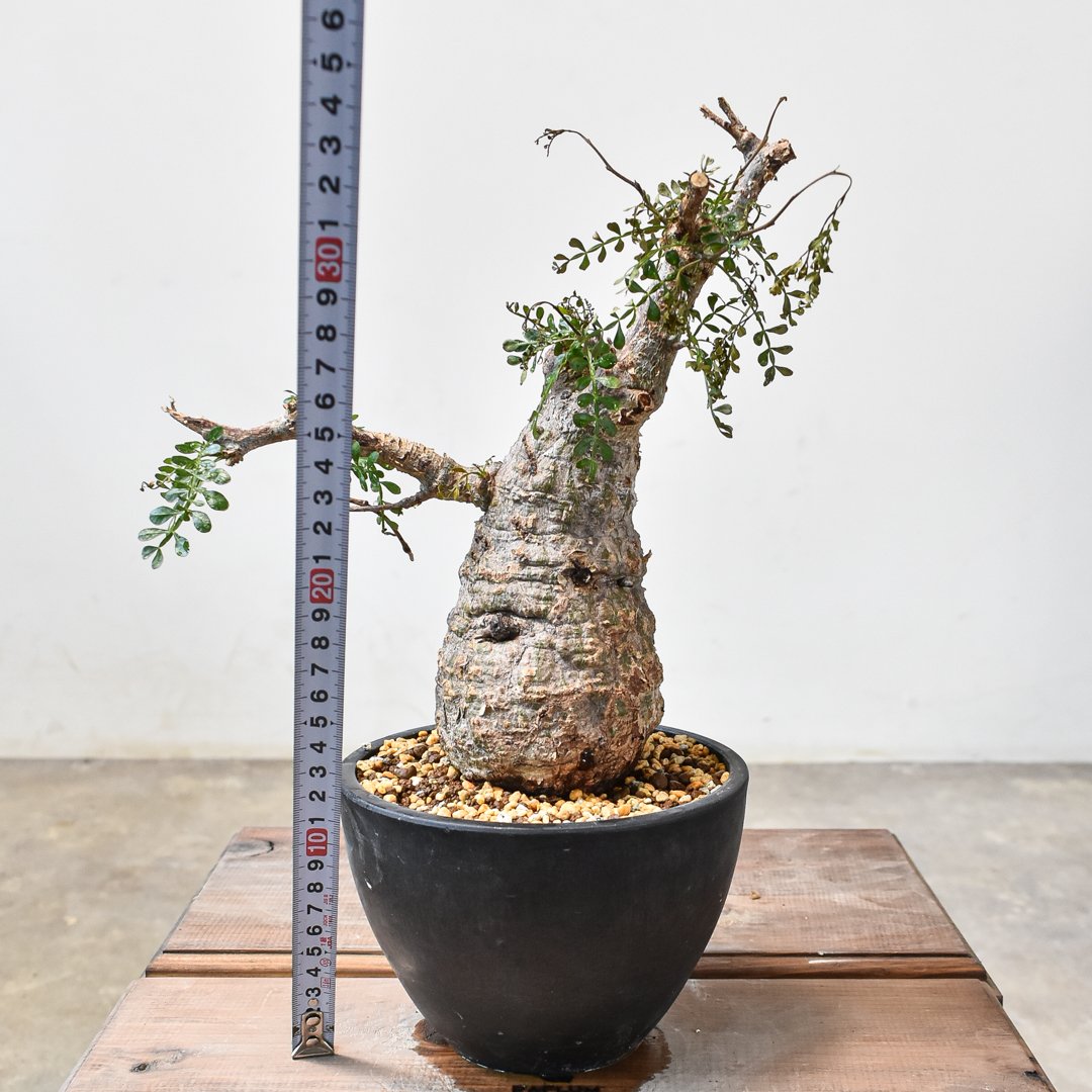 オペルクリカリア パキプス 【発根済み】HK2402395(T) | RAFLUM / ラフ