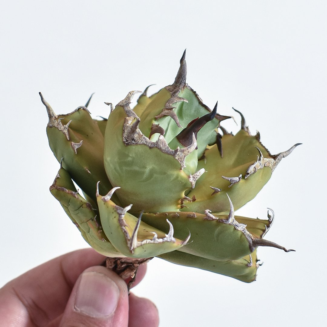 アガベ チタノタ フクロウ 猫頭鷹 海豹 アガベ チタノタ フクロウ / 猫頭鷹 , アザラシ / 海豹【台湾