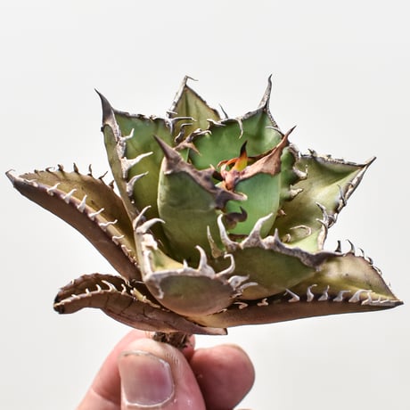 【RAFLUM特選株】アガベ チタノタ "レッドキャットウィーズル" / 赤猫 , 紅猫  【台湾 dragon agave産/抜き苗/子株】10 DG2401205(T)