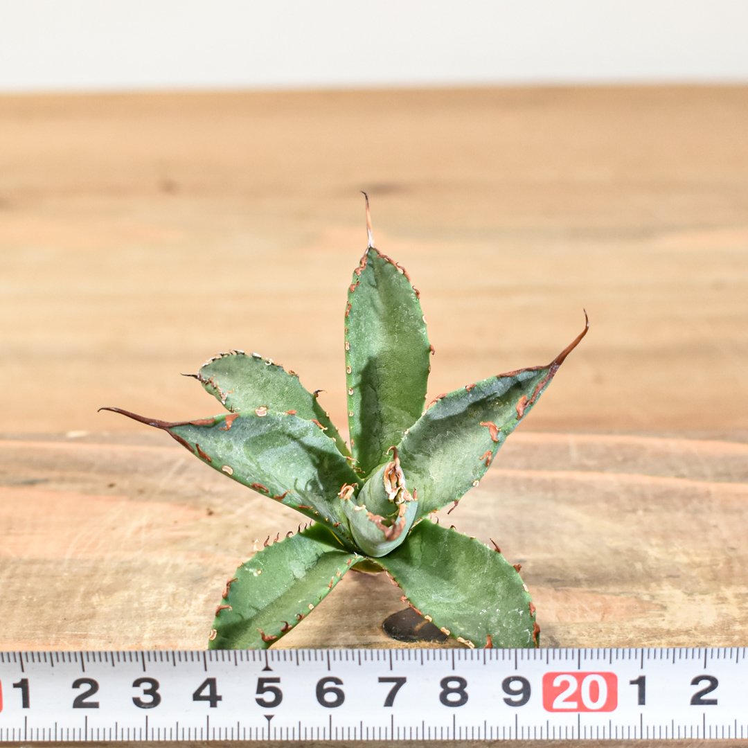 アガベ hybrid エボリスピナ×ブラックアンドブルー/妖炎xBB【台湾