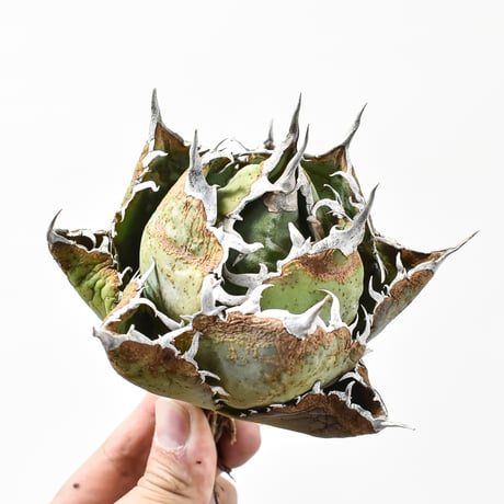 アガベ チタノタ “ボールタイプ白鯨”  "精品老白鯨”【台湾 dragon agave産/抜き苗/中株】G DG25010044(T)