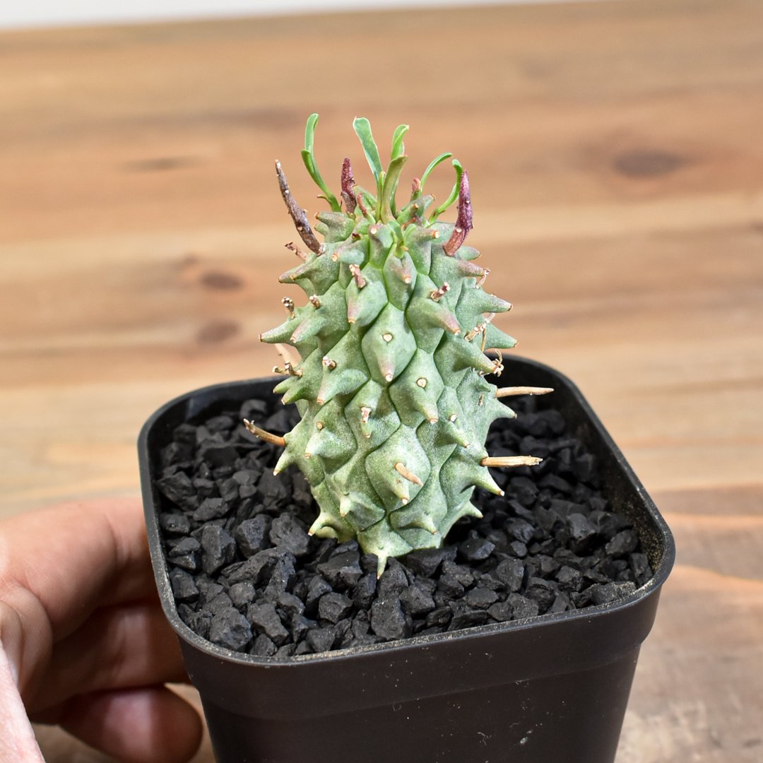 闘牛角 ユーフォルビア スコエンランディ　サボテン　ホリダ　塊根植物　多肉植物 fit=scale-down,w=1200