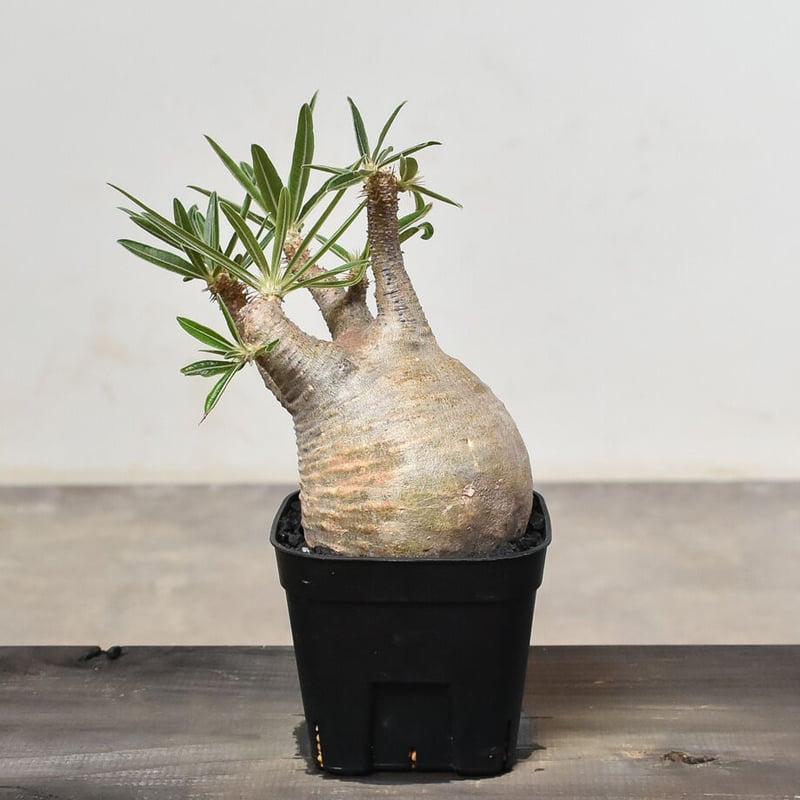 パキポディウム グラキリス (発根済み) RF230802 | RAFLUM / ラフラム｜