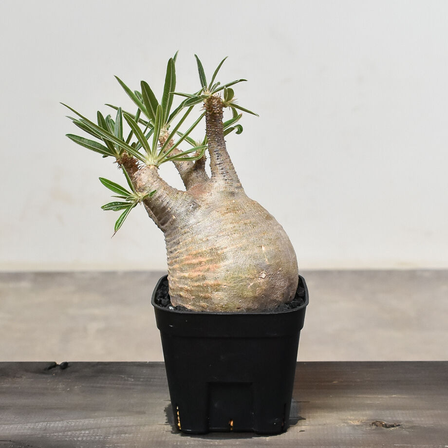 パキポディウム グラキリス (発根済み) RF230802 | RAFLUM / ラフラム｜