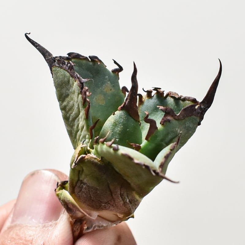 アガベ チタノタ 