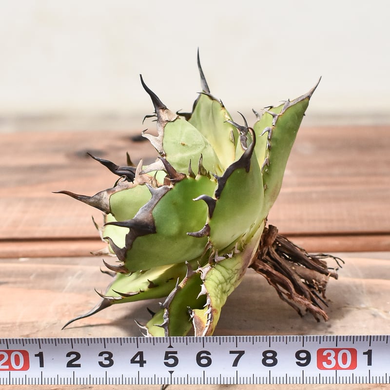 アガベ チタノタ ハデス / 黒帝斯、恐竜牙歯 【台湾 dragon agave産/TC