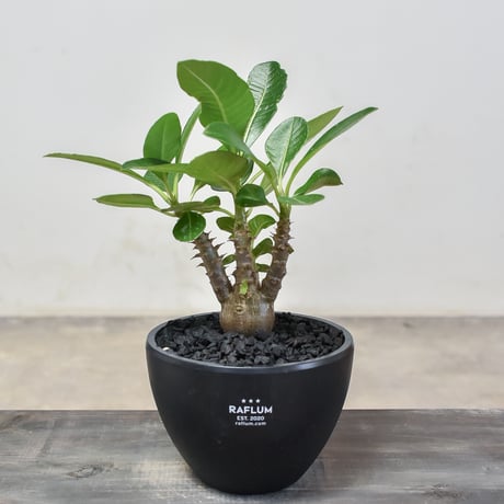 マダガスカル原産植物 | STORES