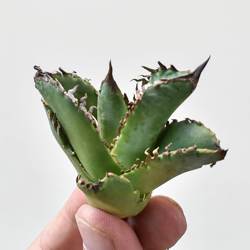 アガベ　チタノタ　清氏　子株つき Yahoo!オークション - アガベ チタノタ 清櫻 直系子株