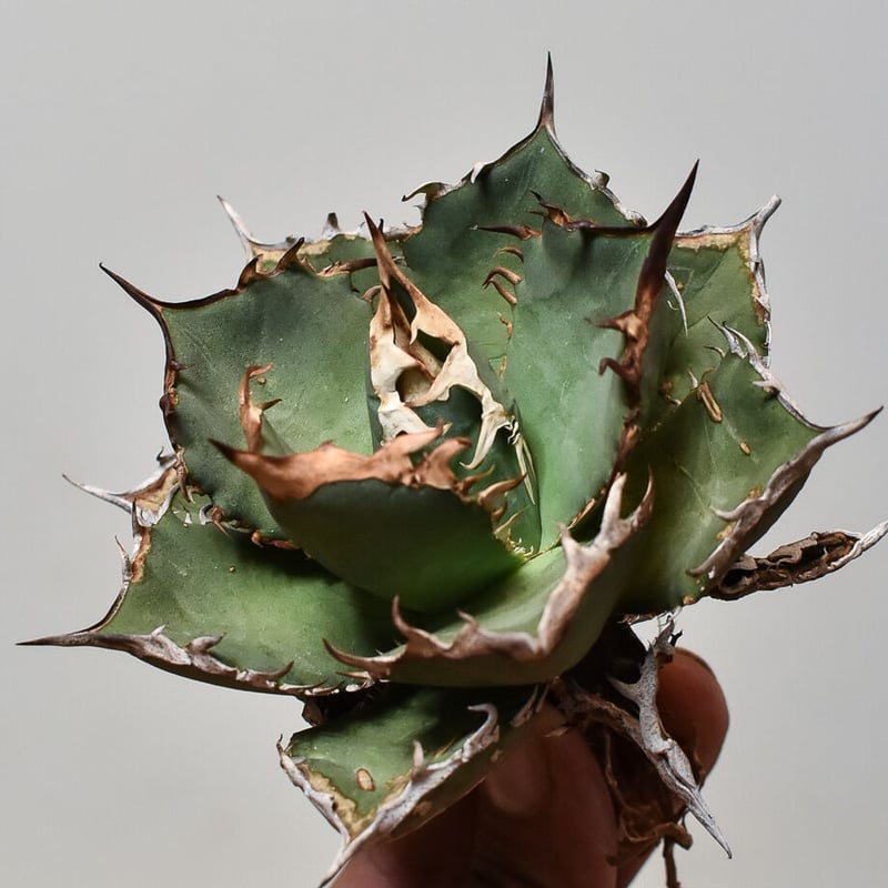 ハルノカゼ / Forest306 ハルノカゼ / Forest306 駿河屋 -<中古>ハルノカゼ / Forest306