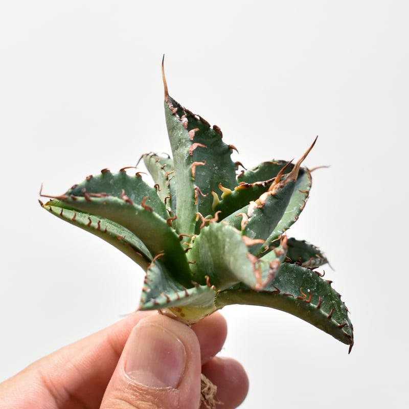 ユタエンシス エボリスピナ×ブラックアンドブルー【カリフォルニア産