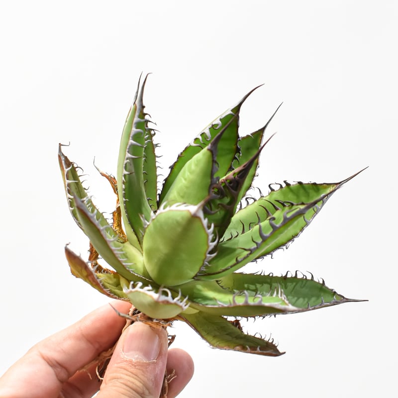 アガベ ホリダ 極上株 強刺 球状株 三頭株 Agave horrid アガベ ホリダ 極上株 極上強刺 Agave horrida 球状株 - メルカリ