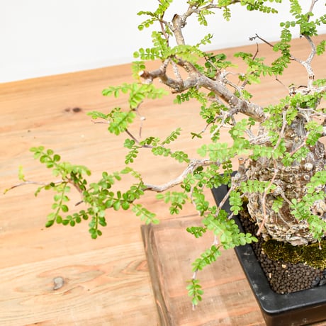 【“WACK” ON YOUR SIDE】オペルクリカリア パキプス WACK-A001