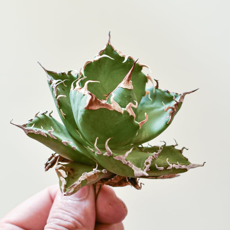 アガベ 狼人 天芽