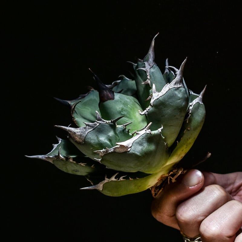 【極太】マルデヌベス　ロストラータ SPRING/SUMMER