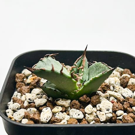 CATEGORY 夏型植物 | RAFLUM / ラフラム｜東京、大阪の塊根植物