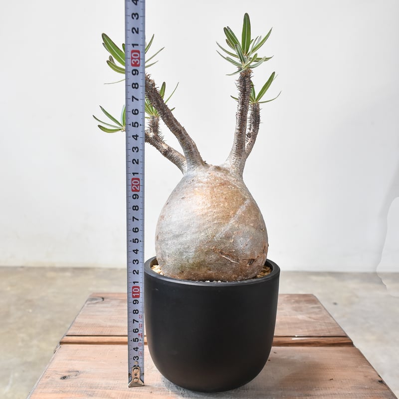 パキポディウム グラキリス 【現地球/発根済み】B HK2402382(T) | RAFLU