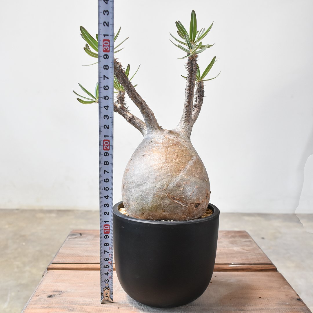 パキポディウム グラキリス 【現地球/発根済み】B HK2402382(T) | RAFLU