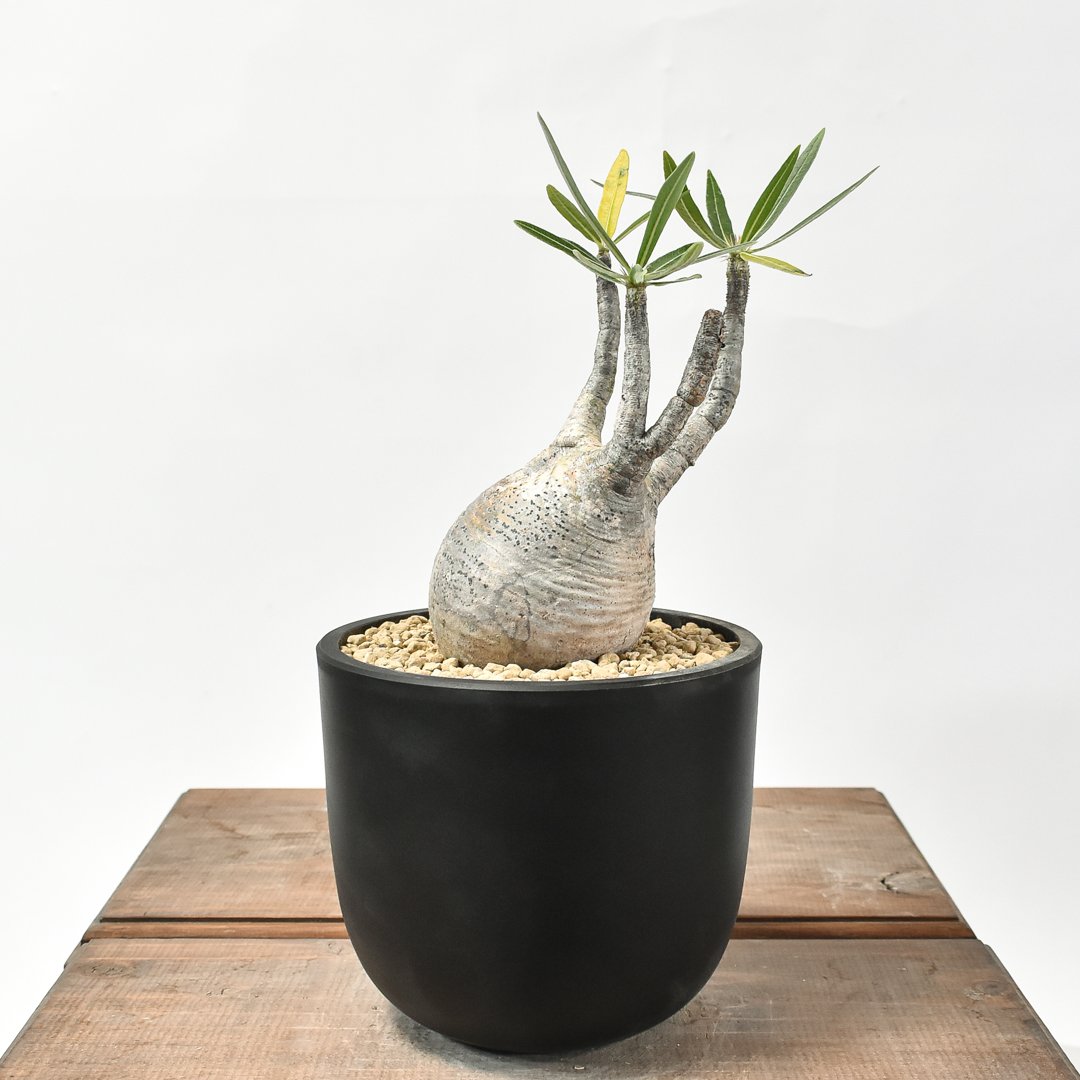 最終値下げ❗パキポディウム グラキリス現地球 白肌美株‼️ fit=scale-down,w=1200