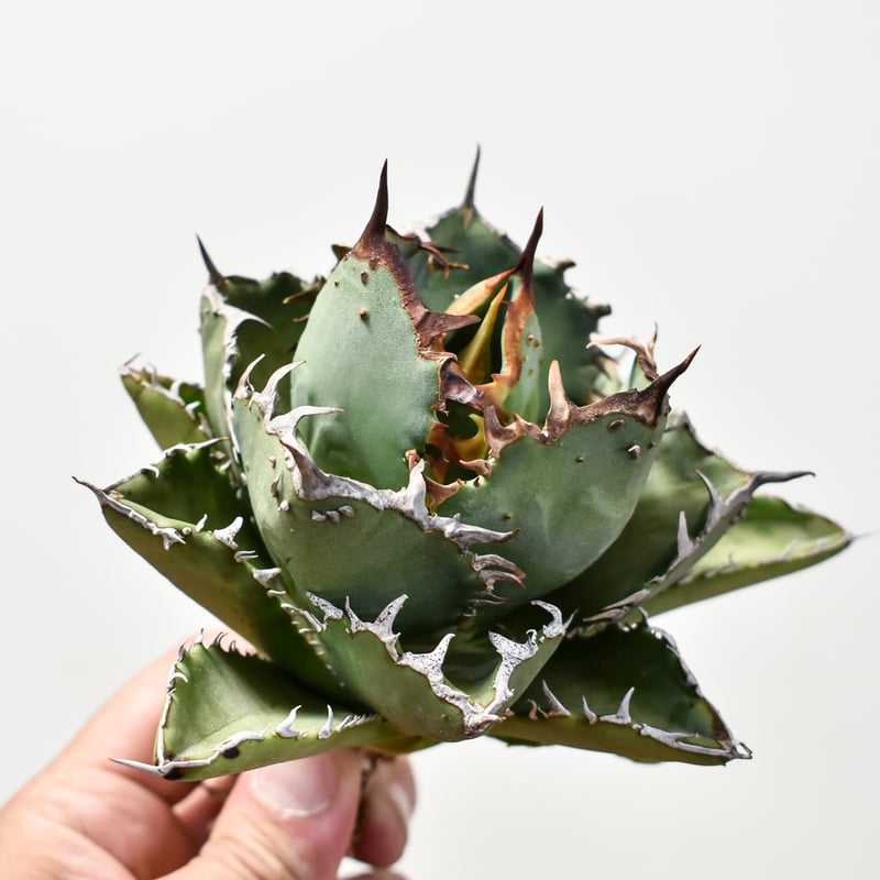 値下げ！ アガベ　チタノタ　キャンサー チタノータ | STORES